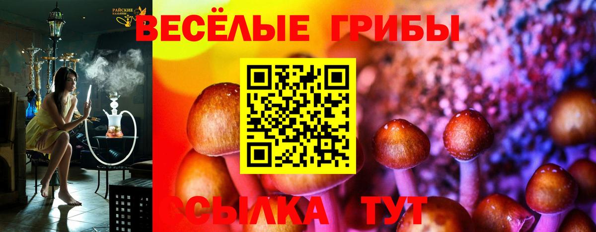 Псилоцибиновые грибы Psilocybe Котлас